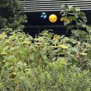 ヒメ日記 2025/09/19 20:55 投稿 せら non-non 神田(ノンノン神田)