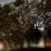 ヒメ日記 2025/04/11 20:22 投稿 えみ 大奥 梅田店