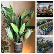 ヒメ日記 2026/02/06 14:06 投稿 ゆずき 熟女家 京橋店