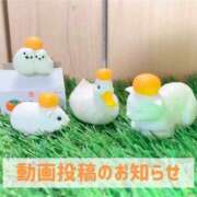 ヒメ日記 2025/01/05 20:01 投稿 もえ MIKADO