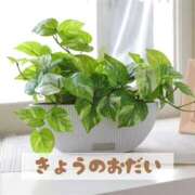 ヒメ日記 2025/03/25 18:29 投稿 もえ MIKADO