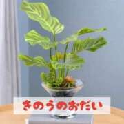 ヒメ日記 2025/06/17 21:21 投稿 もえ MIKADO