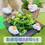 ヒメ日記 2026/01/30 20:01 投稿 もえ MIKADO