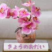 ヒメ日記 2026/02/11 17:21 投稿 もえ MIKADO