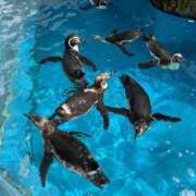 ヒメ日記 2025/08/09 13:10 投稿 みく 熟女の風俗最終章 仙台店