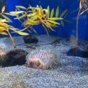 ヒメ日記 2025/07/26 22:32 投稿 あみ（動画撮影OＫ） OKINI Tokyo in 蒲田