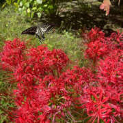 ヒメ日記 2025/01/29 00:38 投稿 にこる イエローキャブ