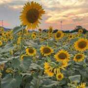 ヒメ日記 2025/08/24 09:34 投稿 永瀬なな 金瓶梅(きんぺいぱい)(雄琴)