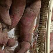 ヒメ日記 2025/11/18 00:14 投稿 永瀬なな 金瓶梅(きんぺいぱい)(雄琴)