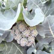 ヒメ日記 2026/01/02 14:34 投稿 永瀬なな 金瓶梅(きんぺいぱい)(雄琴)