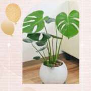 ヒメ日記 2025/02/17 23:41 投稿 なな MIKADO