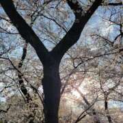 ヒメ日記 2025/04/03 09:01 投稿 きほ Number Five 品川（シンデレラグループ）