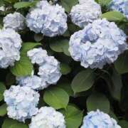 ヒメ日記 2025/06/13 10:03 投稿 きほ Number Five 品川（シンデレラグループ）