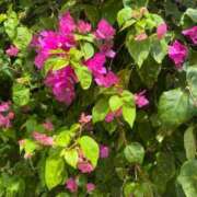 ヒメ日記 2025/10/27 23:04 投稿 きほ Number Five 品川（シンデレラグループ）