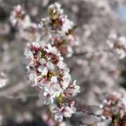 ヒメ日記 2025/04/09 14:20 投稿 こころ 豊満倶楽部