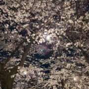 ヒメ日記 2026/04/02 18:30 投稿 なみ☆マジぼれ必須！ JKサークル