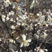 ヒメ日記 2025/03/24 10:38 投稿 いちか 素人妻御奉仕倶楽部Hip's松戸店