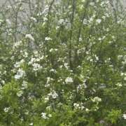 ヒメ日記 2025/03/25 11:18 投稿 いちか 素人妻御奉仕倶楽部Hip's松戸店