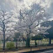 ヒメ日記 2025/04/08 10:38 投稿 いちか 素人妻御奉仕倶楽部Hip's松戸店