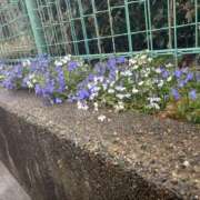 ヒメ日記 2025/04/15 14:36 投稿 いちか 素人妻御奉仕倶楽部Hip's松戸店