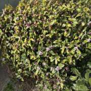 ヒメ日記 2025/04/20 10:46 投稿 いちか 素人妻御奉仕倶楽部Hip's松戸店