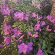 ヒメ日記 2025/04/21 22:06 投稿 いちか 素人妻御奉仕倶楽部Hip's松戸店