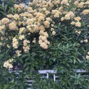 ヒメ日記 2025/04/23 11:16 投稿 いちか 素人妻御奉仕倶楽部Hip's松戸店