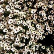 ヒメ日記 2025/04/28 10:16 投稿 いちか 素人妻御奉仕倶楽部Hip's松戸店