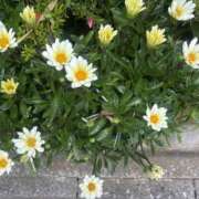 ヒメ日記 2025/05/09 10:31 投稿 いちか 素人妻御奉仕倶楽部Hip's松戸店