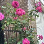 ヒメ日記 2025/05/12 10:16 投稿 いちか 素人妻御奉仕倶楽部Hip's松戸店