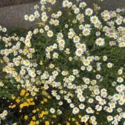 ヒメ日記 2025/05/17 10:17 投稿 いちか 素人妻御奉仕倶楽部Hip's松戸店