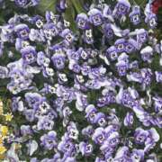 ヒメ日記 2025/05/23 10:15 投稿 いちか 素人妻御奉仕倶楽部Hip's松戸店