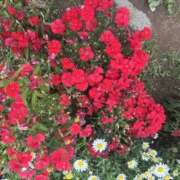 ヒメ日記 2025/05/26 10:52 投稿 いちか 素人妻御奉仕倶楽部Hip's松戸店