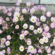 ヒメ日記 2025/05/30 13:35 投稿 いちか 素人妻御奉仕倶楽部Hip's松戸店