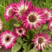 ヒメ日記 2025/06/03 10:56 投稿 いちか 素人妻御奉仕倶楽部Hip's松戸店