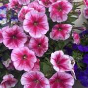 ヒメ日記 2025/06/13 10:21 投稿 いちか 素人妻御奉仕倶楽部Hip's松戸店