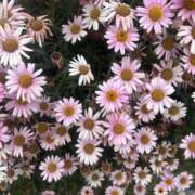 ヒメ日記 2025/06/16 10:18 投稿 いちか 素人妻御奉仕倶楽部Hip's松戸店