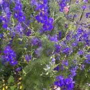 ヒメ日記 2025/06/17 10:09 投稿 いちか 素人妻御奉仕倶楽部Hip's松戸店