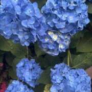 ヒメ日記 2025/06/18 09:58 投稿 いちか 素人妻御奉仕倶楽部Hip's松戸店