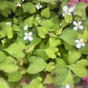 ヒメ日記 2025/06/26 15:18 投稿 いちか 素人妻御奉仕倶楽部Hip's松戸店