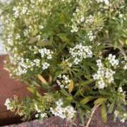 ヒメ日記 2025/06/27 11:28 投稿 いちか 素人妻御奉仕倶楽部Hip's松戸店