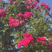 ヒメ日記 2025/06/30 11:56 投稿 いちか 素人妻御奉仕倶楽部Hip's松戸店