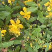 ヒメ日記 2025/07/01 12:46 投稿 いちか 素人妻御奉仕倶楽部Hip's松戸店