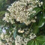 ヒメ日記 2025/07/01 12:56 投稿 いちか 素人妻御奉仕倶楽部Hip's松戸店