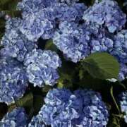 ヒメ日記 2025/07/04 09:57 投稿 いちか 素人妻御奉仕倶楽部Hip's松戸店