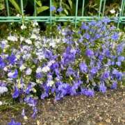 ヒメ日記 2025/07/07 11:52 投稿 いちか 素人妻御奉仕倶楽部Hip's松戸店