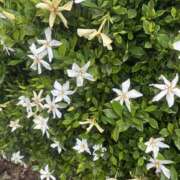 ヒメ日記 2025/07/07 13:56 投稿 いちか 素人妻御奉仕倶楽部Hip's松戸店