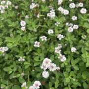 ヒメ日記 2025/07/11 10:36 投稿 いちか 素人妻御奉仕倶楽部Hip's松戸店