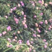 ヒメ日記 2025/07/13 15:08 投稿 いちか 素人妻御奉仕倶楽部Hip's松戸店