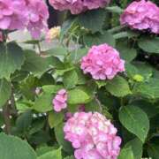 ヒメ日記 2025/07/14 10:20 投稿 いちか 素人妻御奉仕倶楽部Hip's松戸店